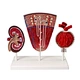 Human Kidney, Nephron and Glomerulus